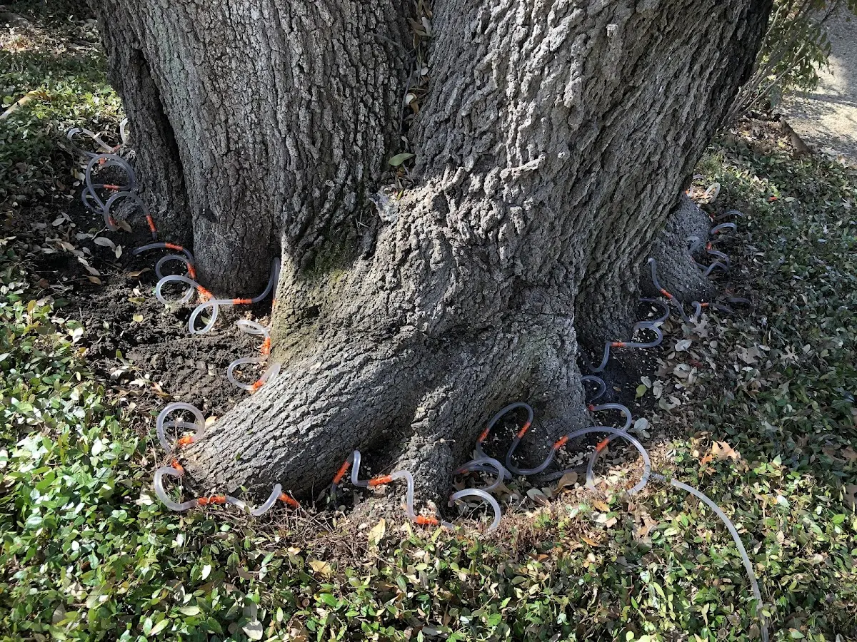 Detailed Tree Cabling and Bracing job site in Painesdale