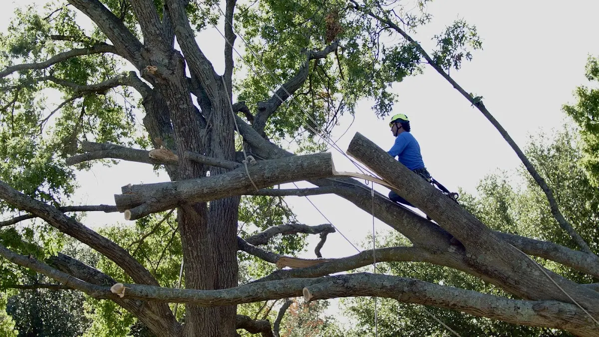Professional Crown Thinning performed by certified arborists in Painesdale