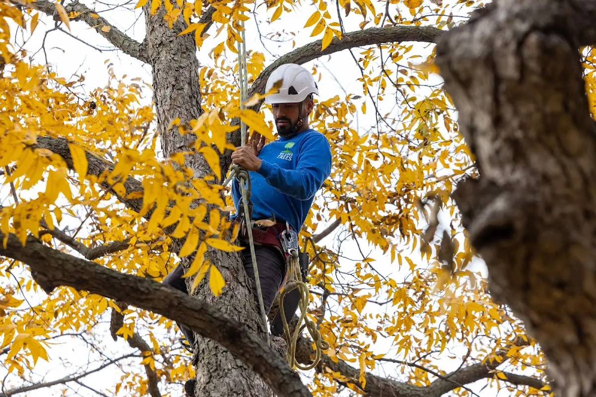 Skilled Tree Pruning crew working in Painesdale