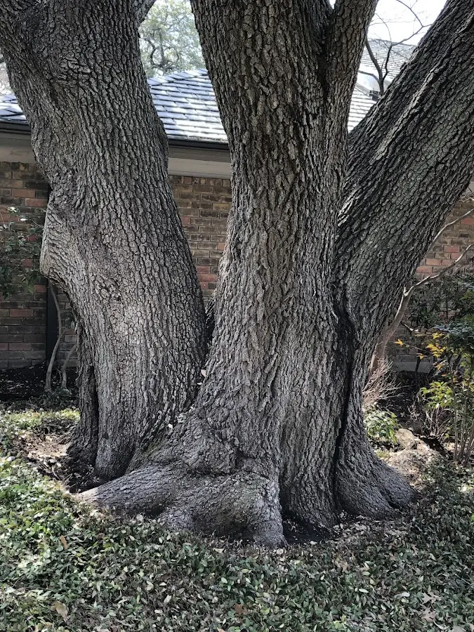 Mature heritage tree close to a Painesdale property cared for by certified arborists